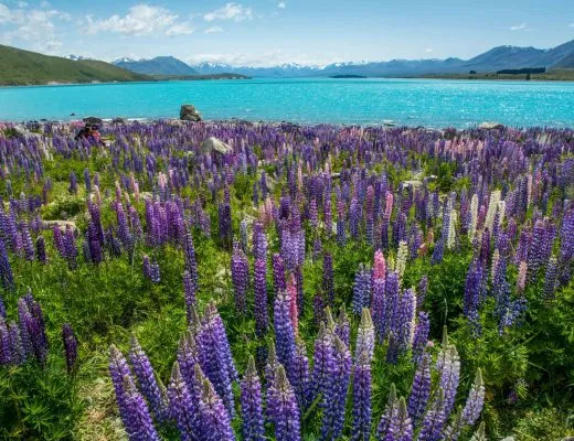 Lake Tekapo and Lupins