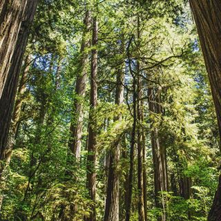 Finally made it to the coastal redwoods! They’re incredible! The landscape is just a gem. I kept thinking if Olympic and Sequoia had a baby, it’d be the coastal redwoods. So incredible. And they’re the tallest trees! Do you see the tiny people in the photo?? #redwoodsnationalpark #redwoods #redwoodforest #nationalparkgeek #nationalparks #optoutside #usinterior #travelusa #freshairandfreedom #ourplanetdaily #nature_perfection #roamtheplanet #theoutbound #wildernessculture #keepitwild #landscape_capture #neverstopexploring #explorecalifornia #visitcalifornia #weroam #beautifuldestinations #nature_captures #travelblog #shetravels
